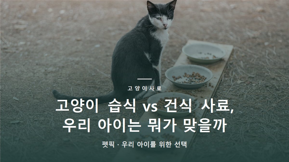 고양이 습식 vs 건식 사료, 우리 아이는 뭐가 맞을까