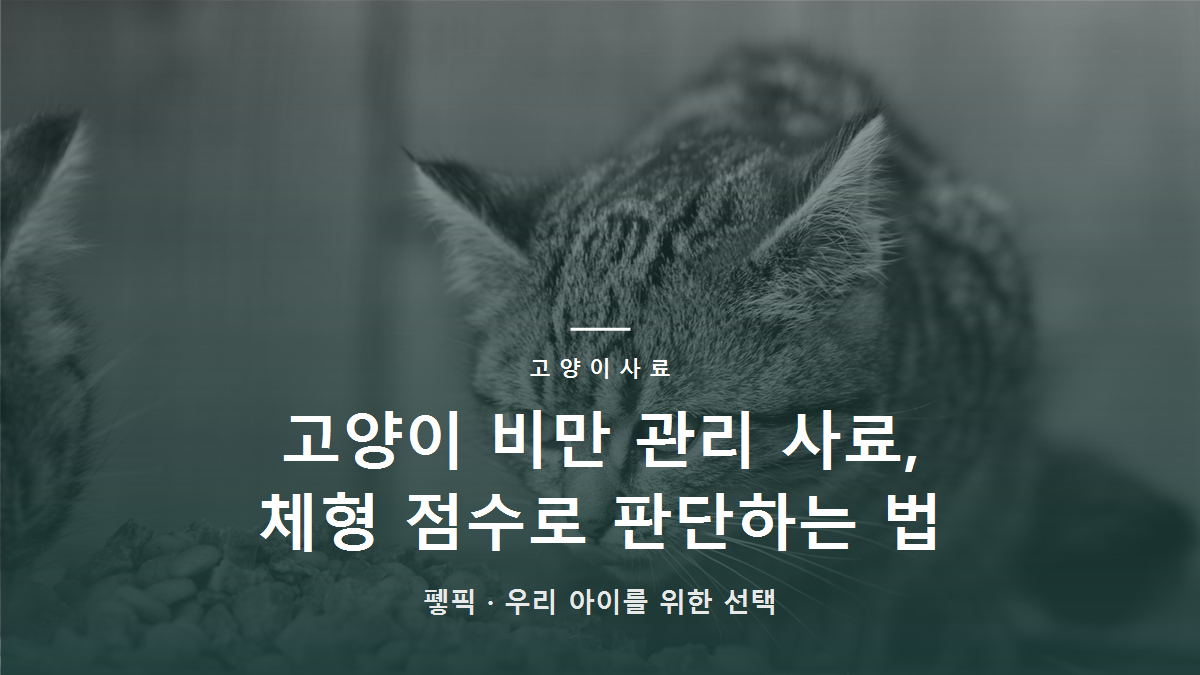 고양이 비만 관리 사료, 체형 점수로 판단하는 법