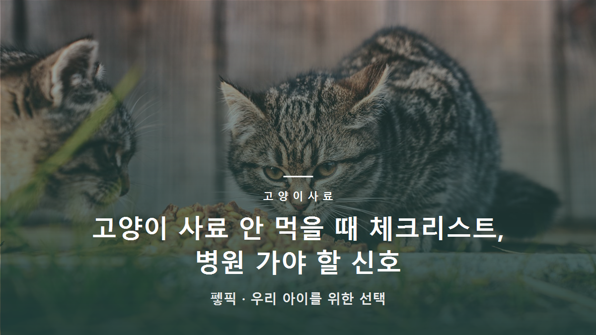 고양이 사료 안 먹을 때 체크리스트, 병원 가야 할 신호