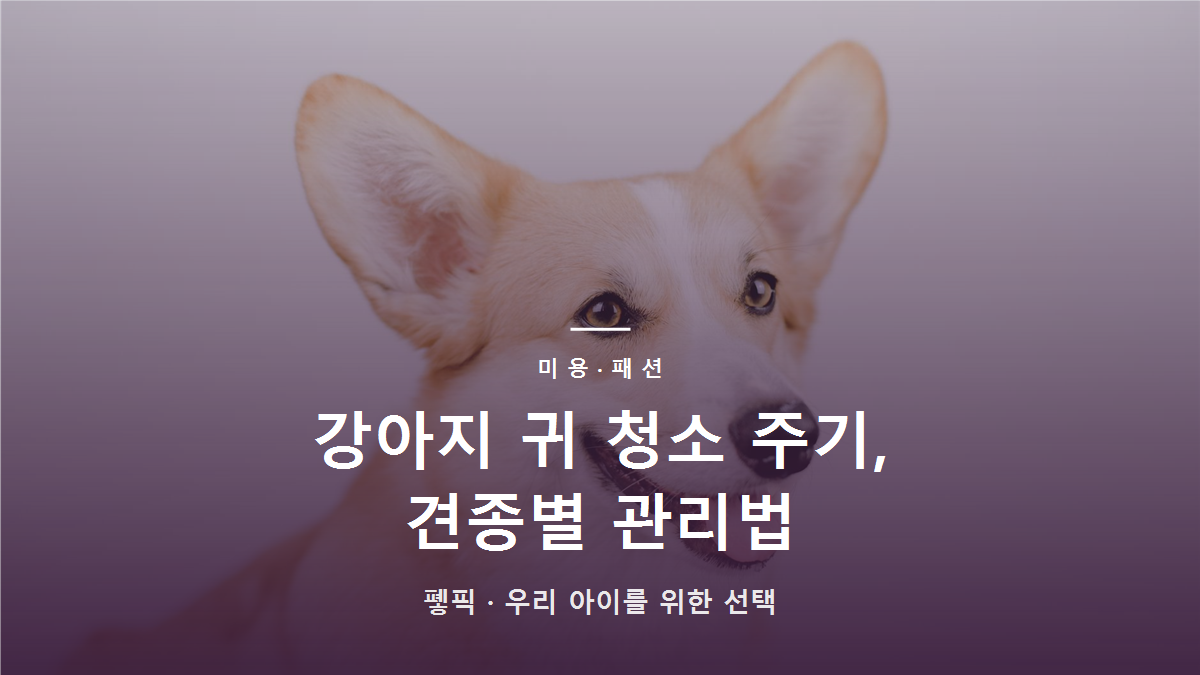 강아지 귀 청소 주기, 견종별 관리법