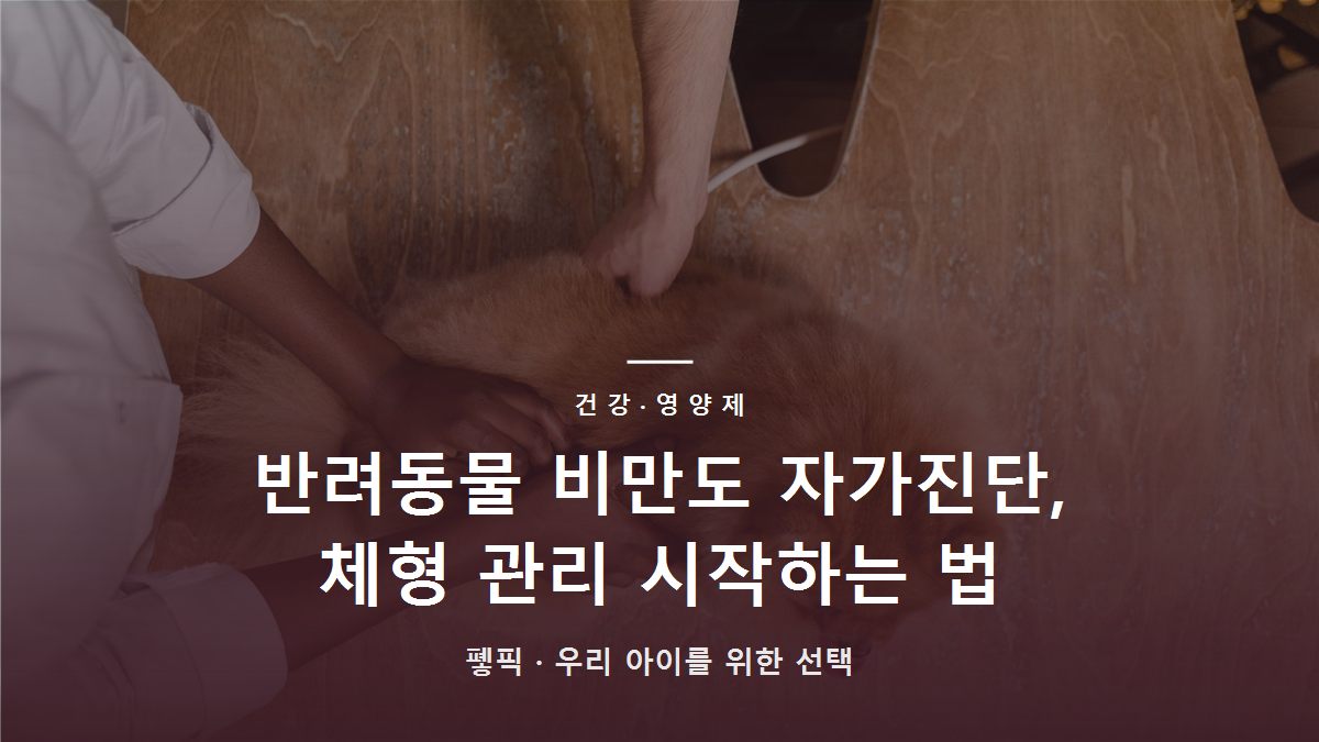 반려동물 비만도 자가진단, 체형 관리 시작하는 법