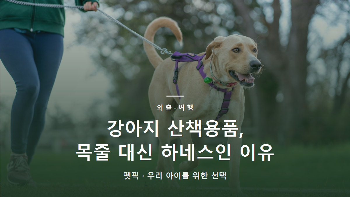 강아지 산책용품, 목줄 대신 하네스인 이유