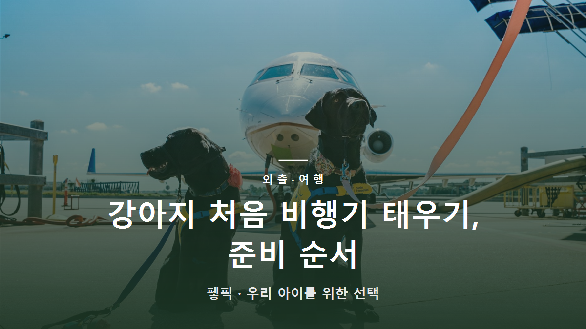 강아지 처음 비행기 태우기, 준비 순서
