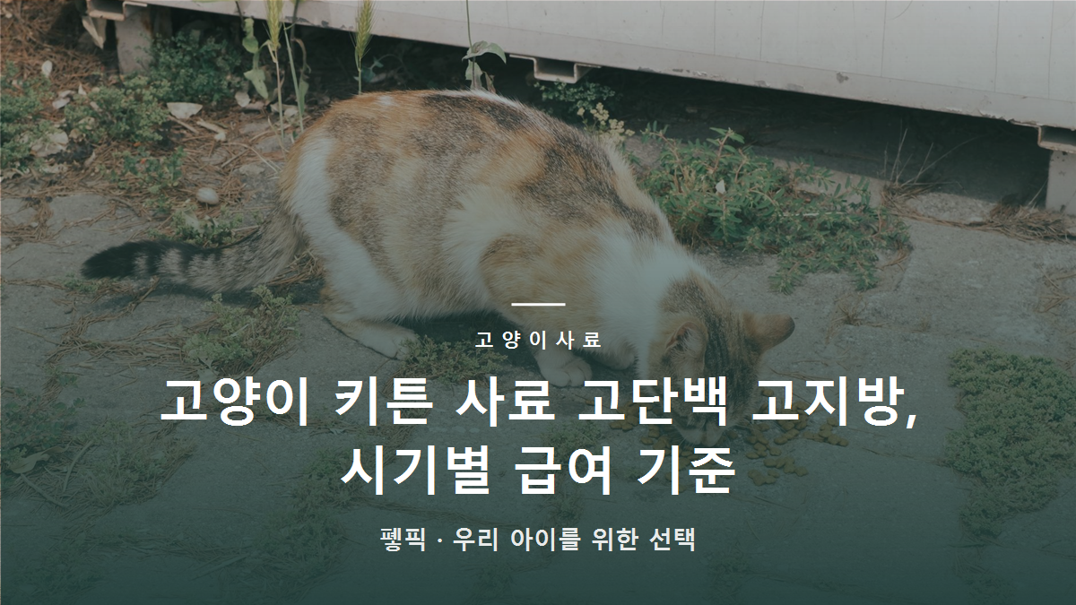 고양이 키튼 사료 고단백 고지방, 시기별 급여 기준